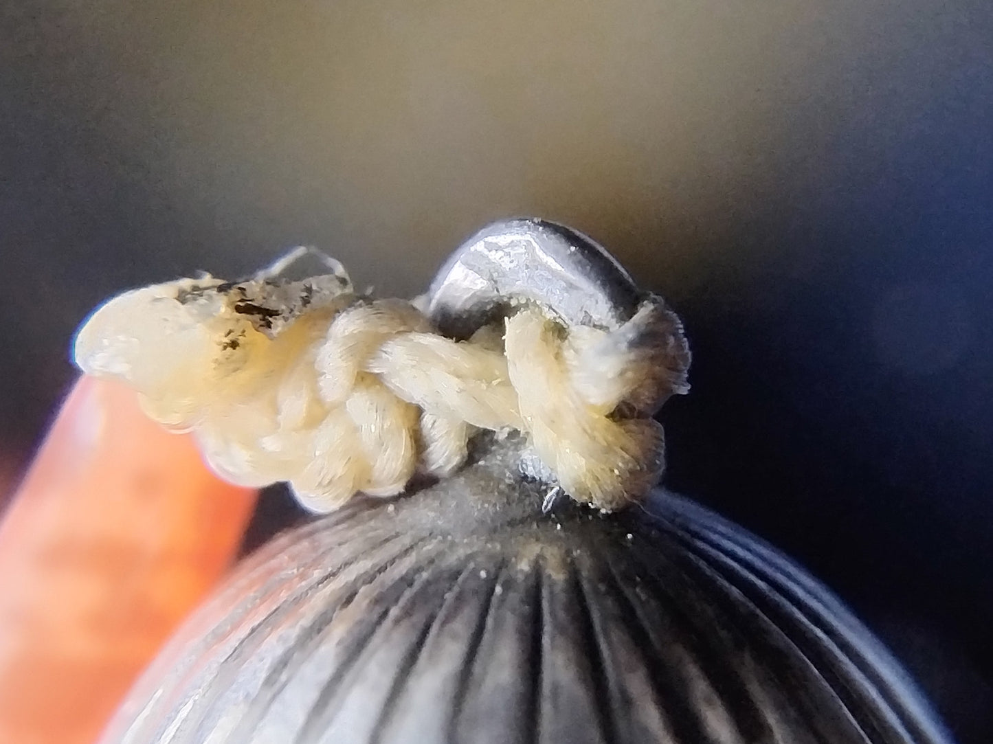 Koraalachtige kralen ketting met zilveren bolslot, 1.83 m (!)