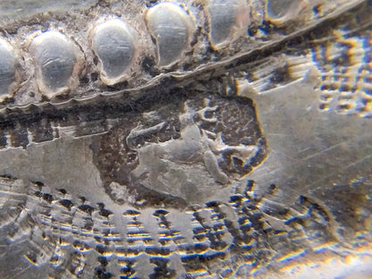 Antieke zilveren broekstukken, Zeeuwse streekdracht, Walcheren, 1902